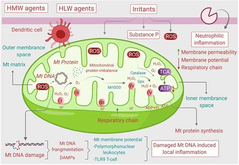 Mitochondrial Oxidative Stress In Asthma Mitochondria In The Presence