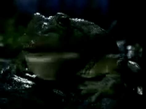 Budweiser Frogs Commercials Super Bowl