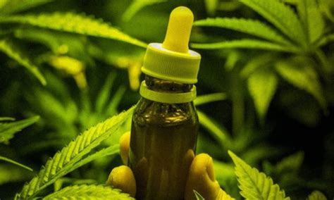 USP fará pesquisa para uso medicinal da maconha no Brasil Notibras