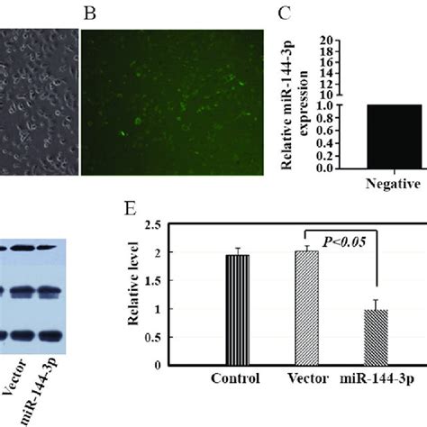 Overexpression Of Mir P Decreased Cox Expression In Htr Svneo