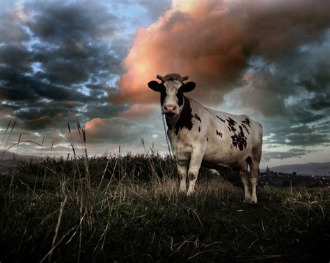 🔥 [75+] Cow Wallpapers | WallpaperSafari