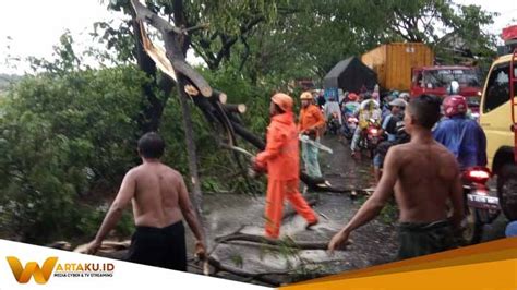 Hujan Disertai Angin Sebabkan Pohon Tumbang Di Jalan Nasional Babat