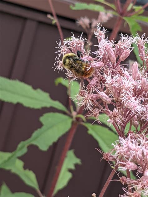Are these different types of bumble bee? : r/NativePlantGardening