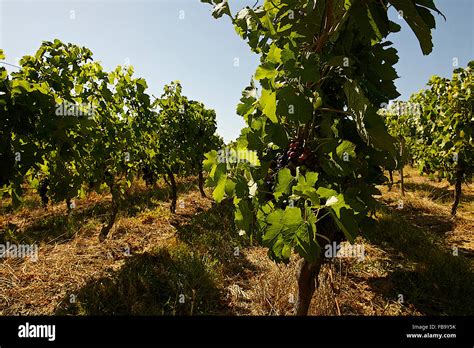 Vineyard in France Stock Photo - Alamy