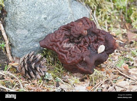 False Morel Gyromitra Esculenta Deadly Poisonous Fungus From Finland