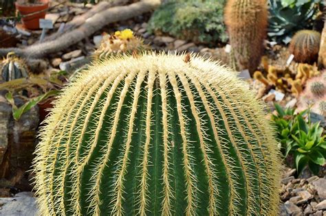 Kaktus Stacheln Kakteen Kostenloses Foto Auf Pixabay