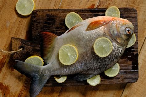 Los Palometas Son Peces Perciformes Pertenecientes A La Familia