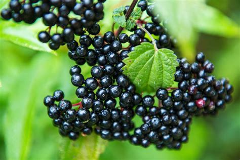 Elderberry Identification: A Step-by-Step Guide for Finding the Right ...