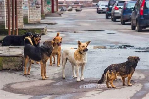 Sterilizzazione E Castrazione Cane Quando E Perch Effettuarla