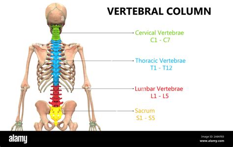 La Columna Vertebral Del Esqueleto Humano Anatom A Del Sistema