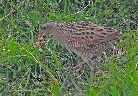 Corncrake Outer Hebrides Birds