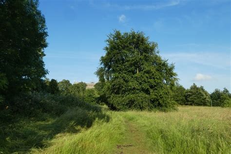 Path And Beech Tree © Ds Pugh Geograph Britain And Ireland