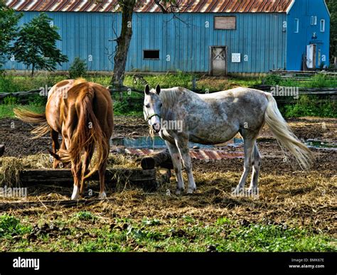 Two Horses Grazing In A Rural Yard Stock Photo Alamy