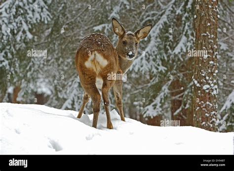 Roe deer, Capreolus capreolus, cloven-hoofed animals, New World deer, animal, animals, Germany ...