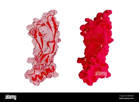 Illustration Of Human GDF15 Growth Differentiation Factor 15 Protein