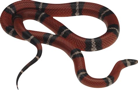 Kingsnakes Png Image Png Mart