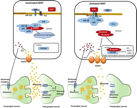 Activated And Inactivated Wntβ Catenin Pathway And Its Interactions Download Scientific