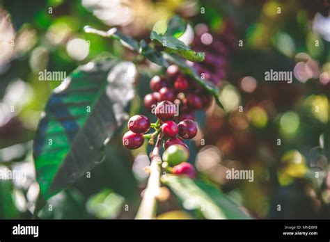 Red Coffee Beans On Tree Ripe And Mature Coffee Beans In The Harvest