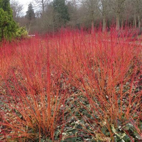 Cornus Sanguinea Anny S Winter Orange Sanguinella Vendita Piante