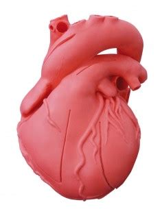 Modelli Anatomici Di Cuore B Scientific Erler Zimmer Somso