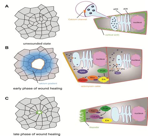 Stages of multicellular wound healing. (A) In an unwounded epithelium ...