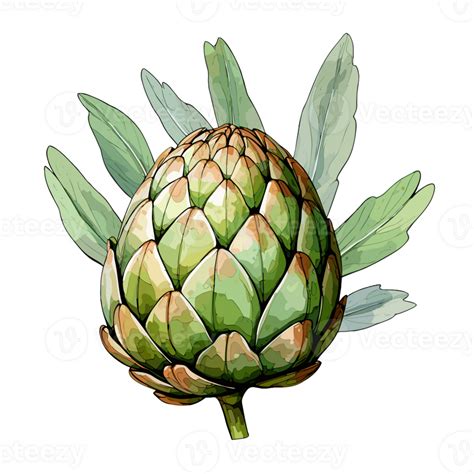 Artichoke Watercolor Illustration Vegetable Isolated On Transparent