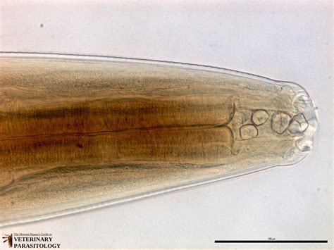 Habronema Sp Roundworms Monster Hunters Guide To Veterinary Parasitology