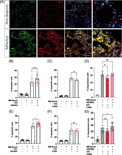 Combination Of Proteasome Inhibitors Pis With Azd Increases