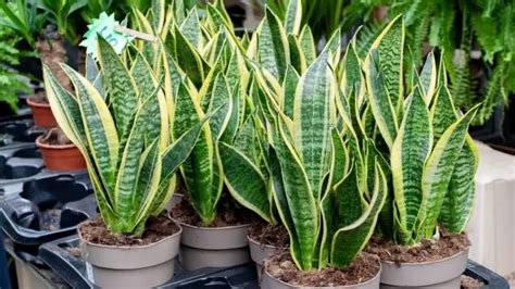 Snake Plant Companion Plants Jankacaoimhe