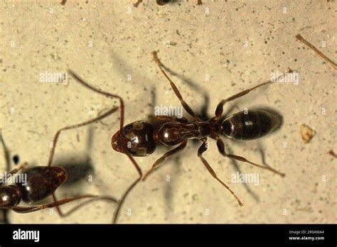 Argentine Ants Linepithema Humile Stock Photo Alamy