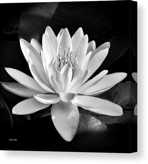 Black And White Water Lily Canvas Print By Christina Rollo All Canvas Prints Are Profes