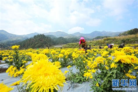 希望的田野丨皇菊花开金灿灿 扮靓乡村致富路 新华网