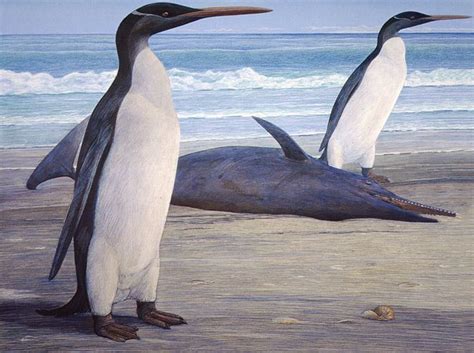 Giant Prehistoric Penguins Stood Nearly 5 Feet Tall | Evolution