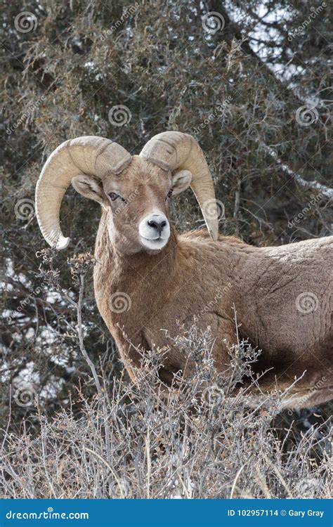 Bighorn Ram In Rut Colorado Rocky Mountain Bighorn Sheep Stock Photo