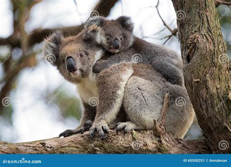 Australia Baby Koala Bear And Mom. Stock Photo - Image: 60500251