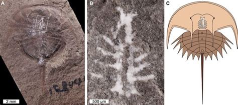 Perfectly Preserved 310 Million Year Old Fossilized Brain Found Live