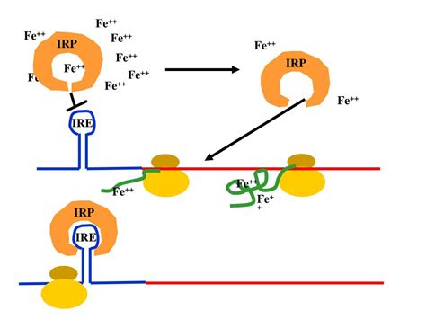 Ppt Lecture Mrna Splicing And Protein Synthesis Powerpoint