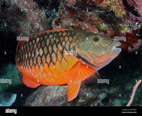 Stoplight Parrotfish Sparisoma Viride Red Phase Dive Site John