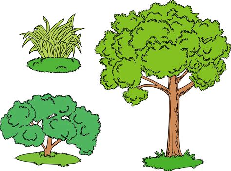 ¡qué Confusión ¿es Un árbol Una Hierba O Un Arbusto Escolar Abc