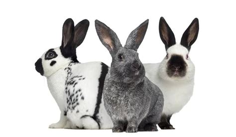 Meet the Rabbit Breeds - The Rabbit Hop