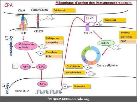 Immunosuppresseurs Les points essentiels Infirmières Cycle