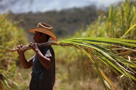 Pleno legislativo establece el Día Nacional del Productor de Caña