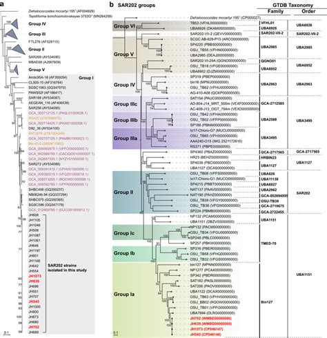 Phylogenetic Position Of Sar202 Strains Isolated In This Study A