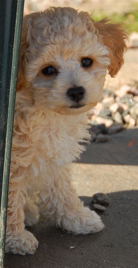 Poochon Mix of Poodle and Bichon frisé Baby Puppies, Cute Puppies, Dogs ...