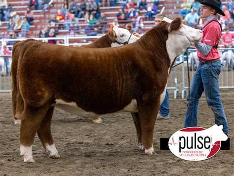 Aksarben Market Steers Hereford The Pulse