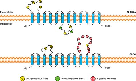 Slc Drug Transporter Membrane Topology The Prototype Membrane Topology