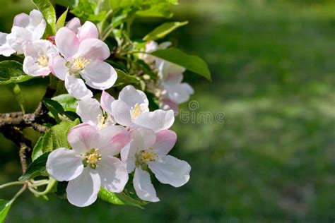 Blossoms apple tree stock photo. Image of blossoms, apple - 5227904