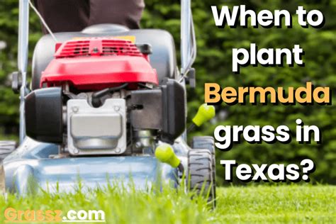 When To Plant Bermuda Grass In Texas Grassz