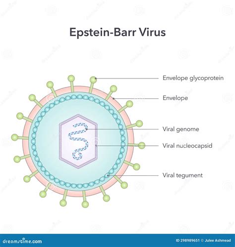 Epstein Barr Virus Vector Illustration Graphic Diagram Stock Vector Illustration Of