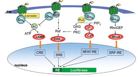 Luciferase Reporter Assay System For Deciphering Gpcr Pathways ~ Fulltext